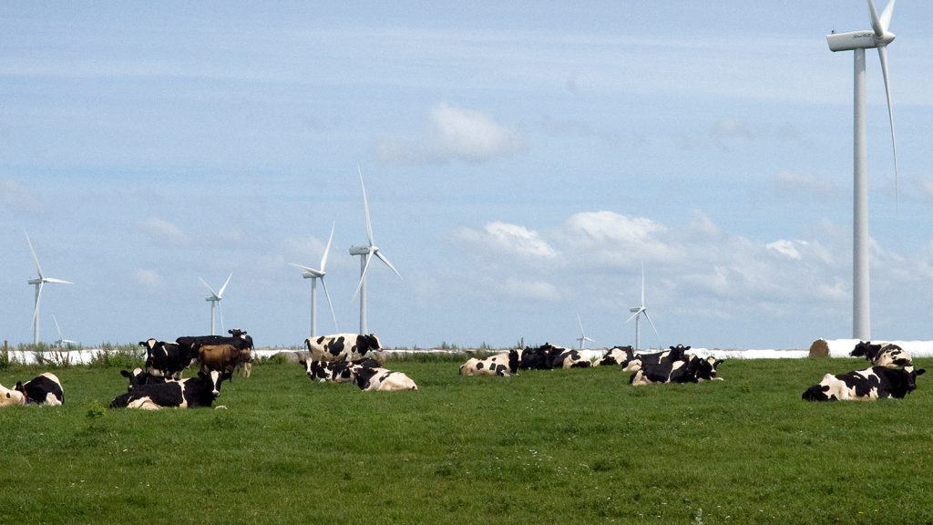 A herd of dairy cows grazing in a field with wind turbines in the background in Prince Edward Island.